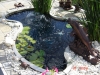 fish-ponds-010